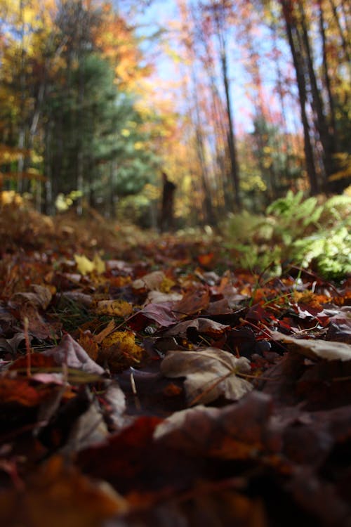 Maple Leaves Fotoğraf