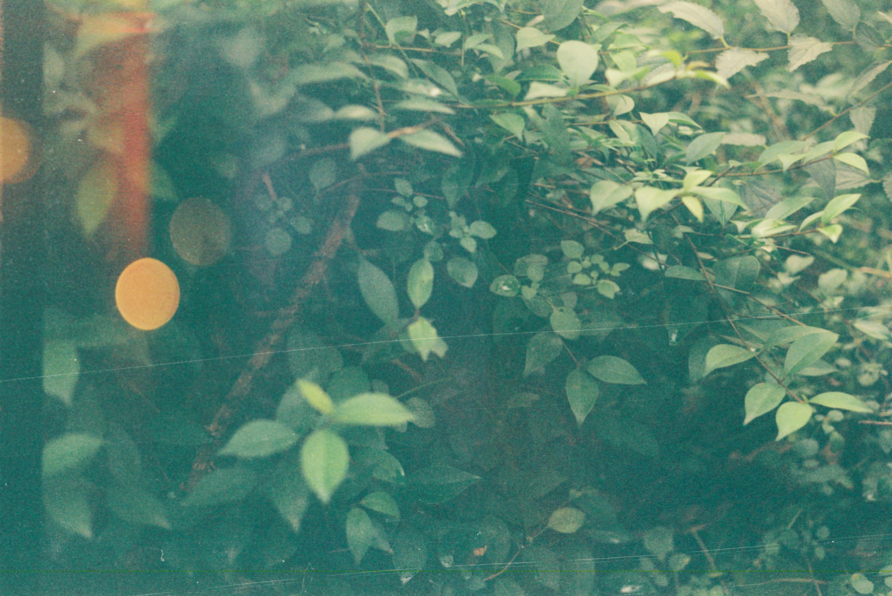 film photo of green bush