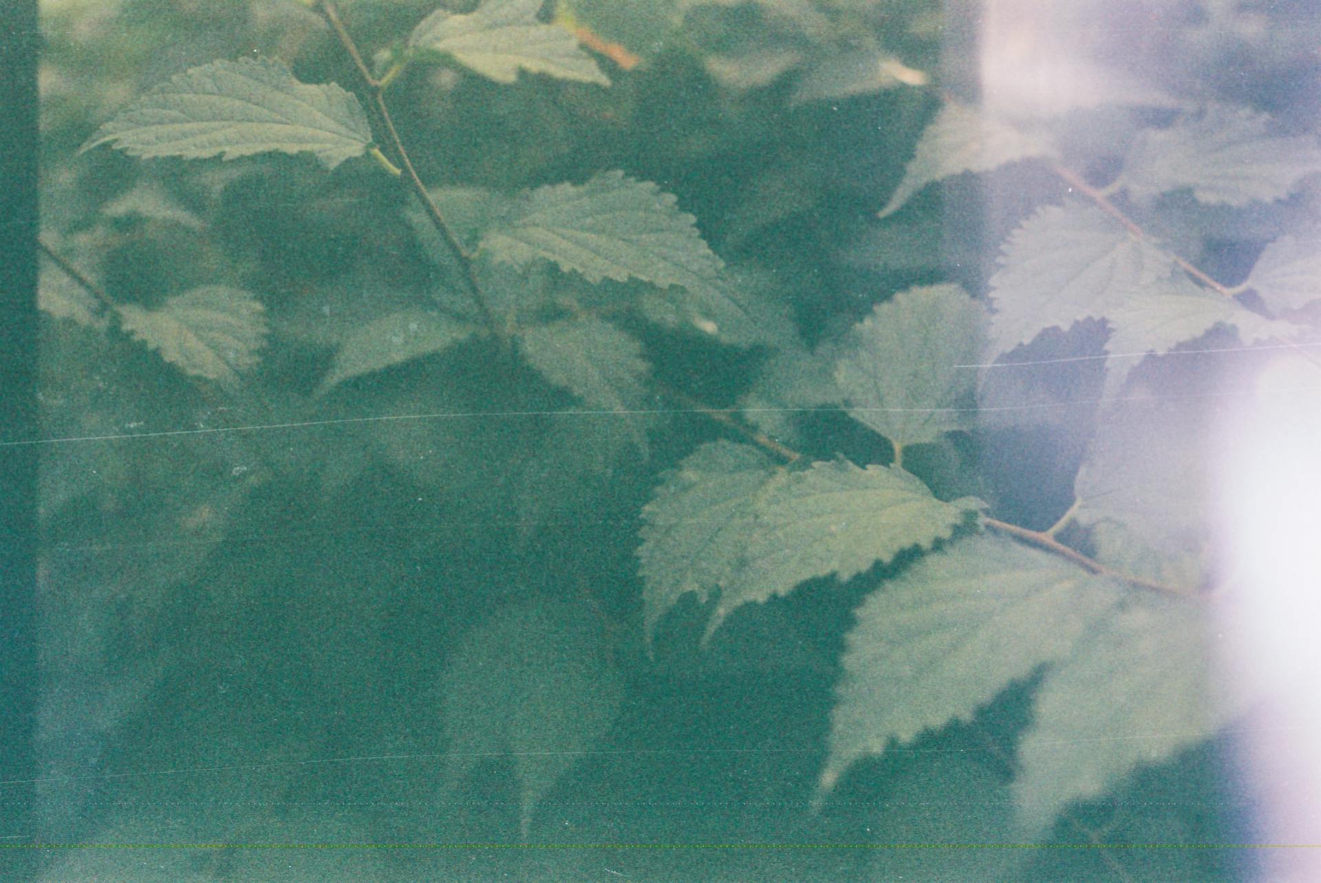 Close Up of Green Leaves