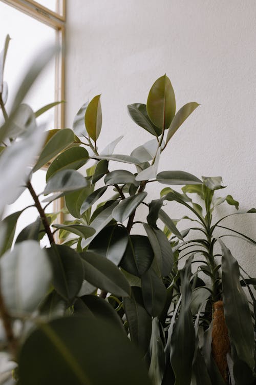 Close-Up Shot of Green House Plants