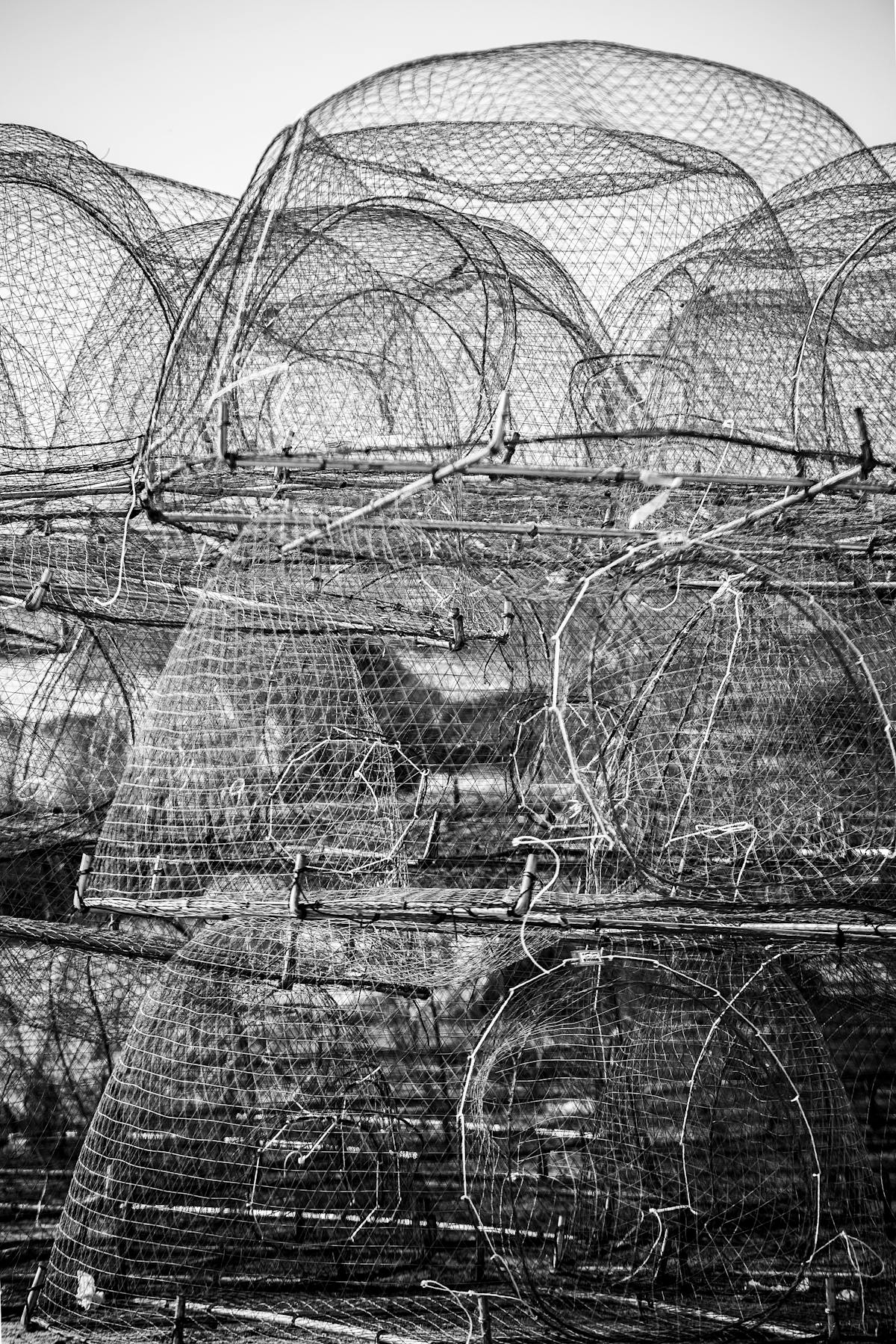 Annual zodiac cycle 12-year pattern