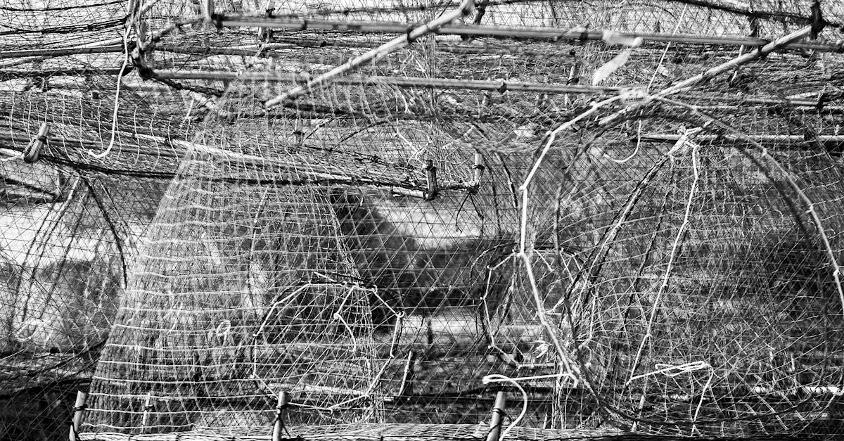 Free stock photo of black and white, fish market, fish net