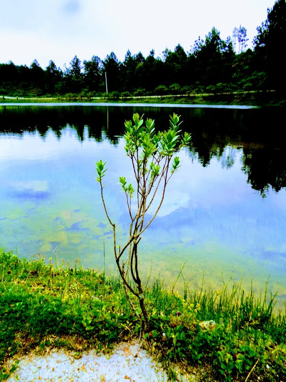 Plante à Feuilles Vertes Près Du Plan D'eau