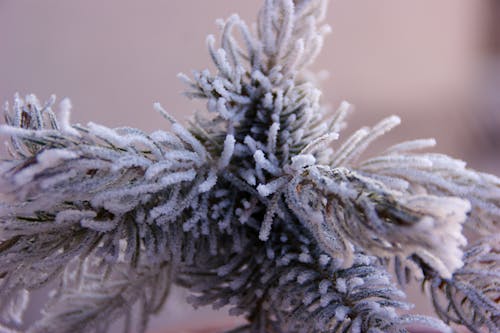 Free White Christmas Tree Stock Photo