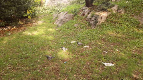 Бесплатное стоковое фото с голуби, осенних, трава