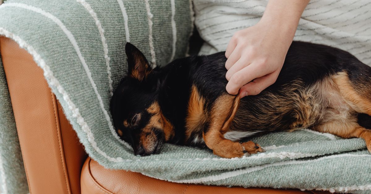 Canapé familial avec animaux : le choix du tissu durable et résistant
