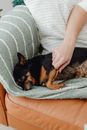 A Person Scratching a Black and Brown Dog Lying on Sofa