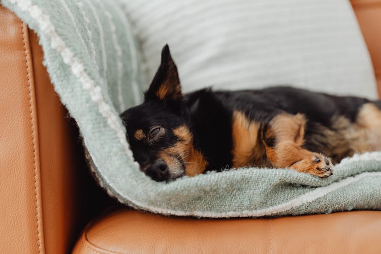 Dog Lying On Sofa