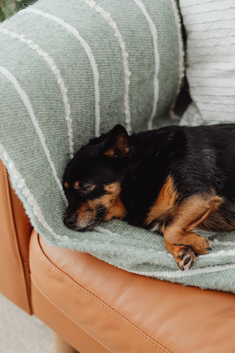 Cute Little Dog Sleeping On A Couch 