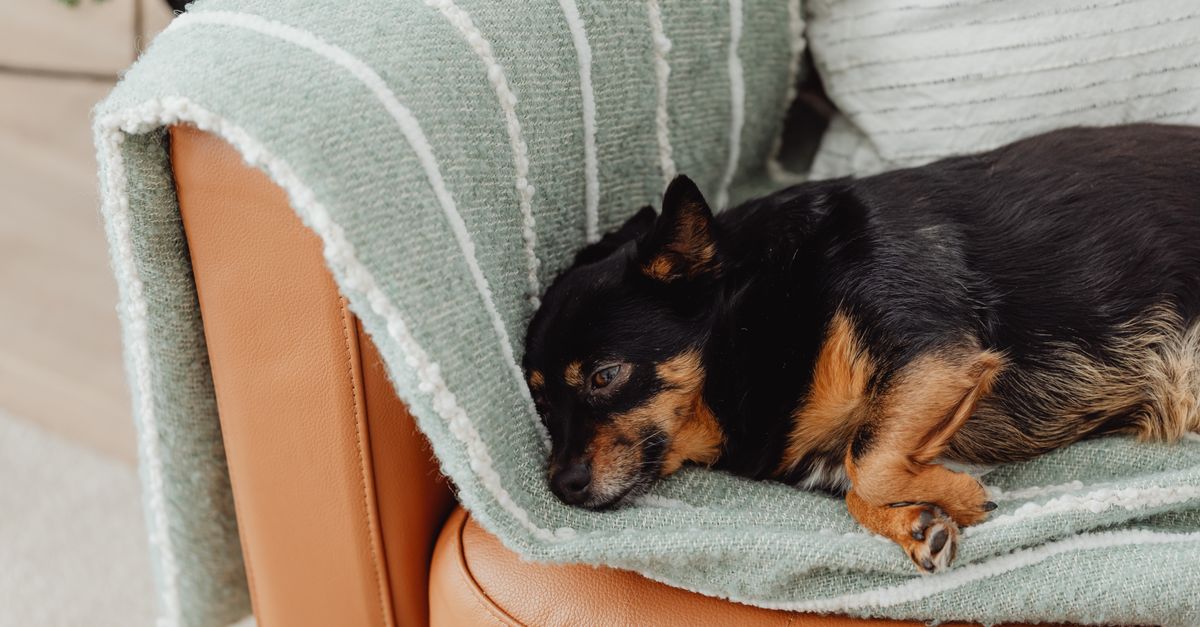 Best Harness for Blind and Deaf Senior Dogs: A Complete Buying Guide