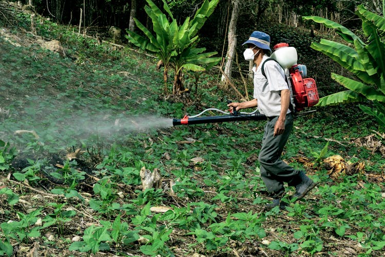 Man Spraying Pesticides In Wood