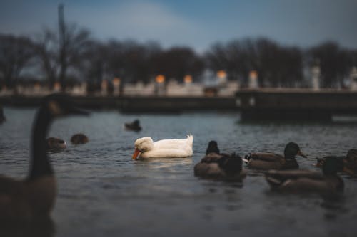 Swan and Ducks Swimming in Lake