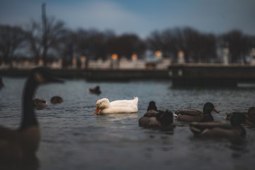 Free Peaceful scene of ducks swimming on a lake during dusk in Chicago. Stock Photo