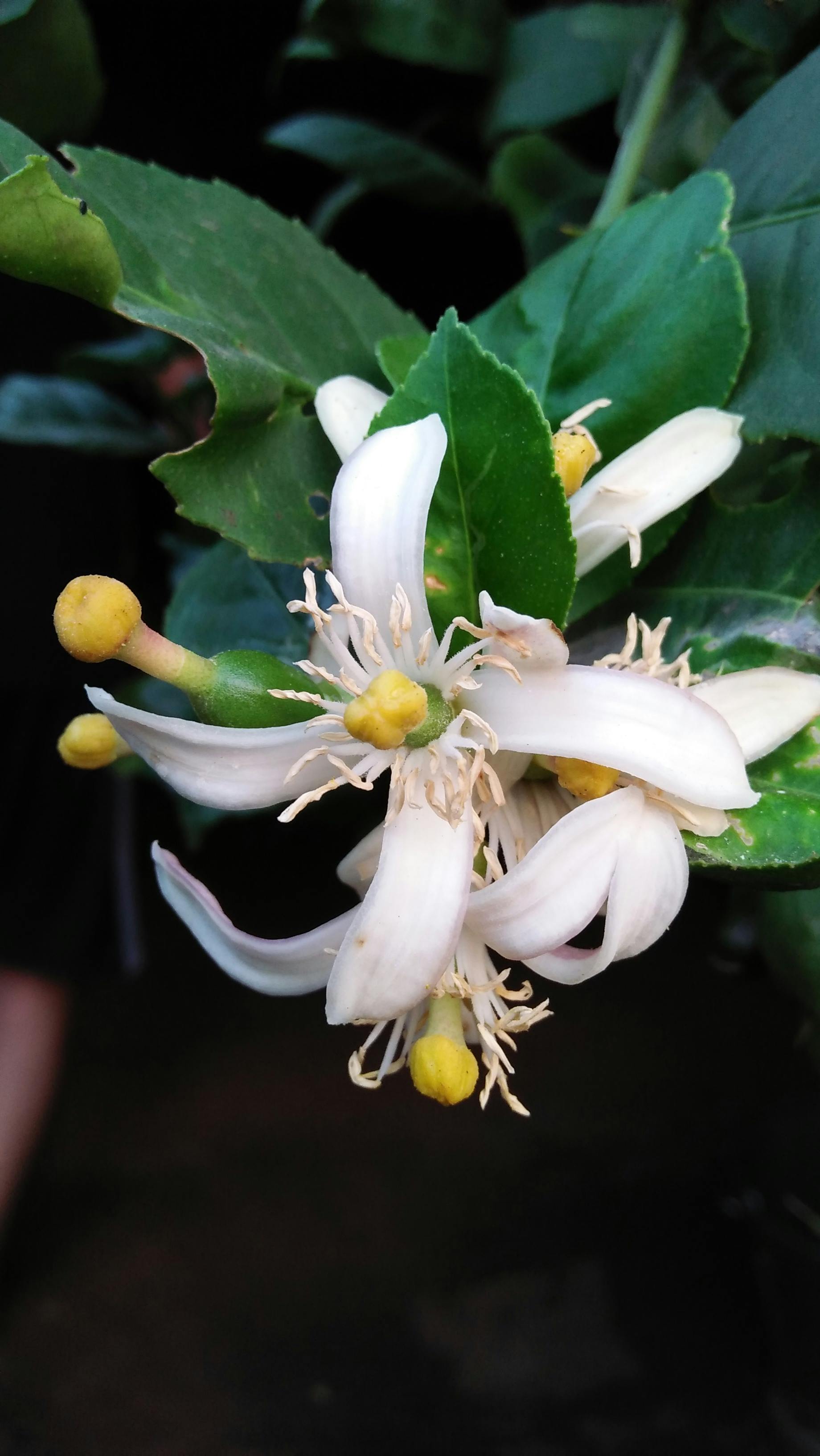 Free stock photo of Lemon flower