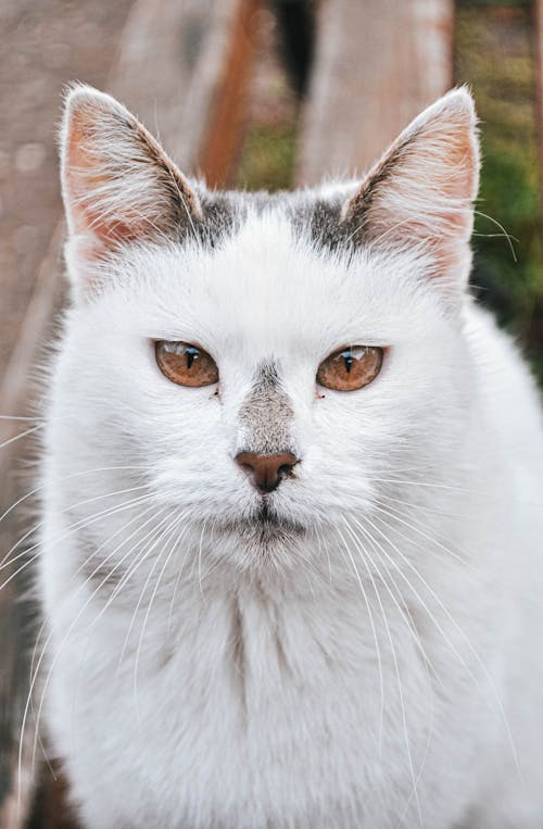 Gratis Foto stok gratis anak kucing, hewan peliharaan, kucing putih Foto Stok
