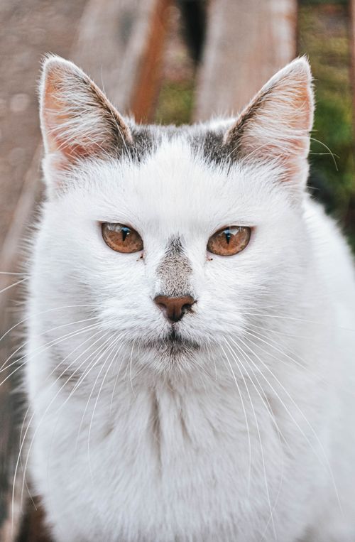 Free Detailed close-up portrait of a white cat with bright amber eyes and fluffy fur. Stock Photo