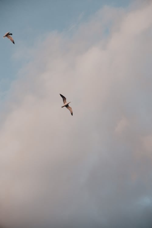 From below of wild seagulls with white plumage spreading wings while soaring against cloudy sky