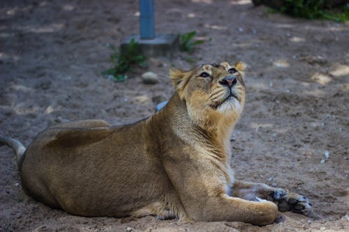 Základová fotografie zdarma na téma Afrika, divoký, lev