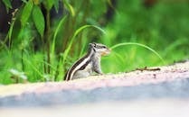 一只松鼠在郁郁葱葱的绿叶环绕的自然栖息地中特写