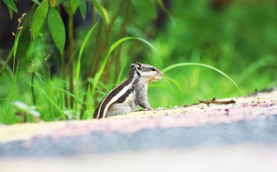 一只松鼠在郁郁葱葱的绿叶环绕的自然栖息地中特写