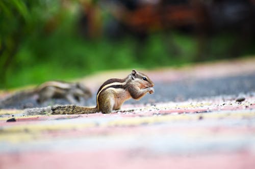 Gratuit Photographie En Gros Plan D'un écureuil Photos