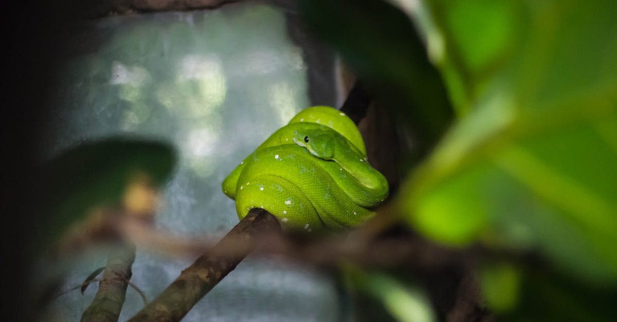Green Snake on Tree Branch