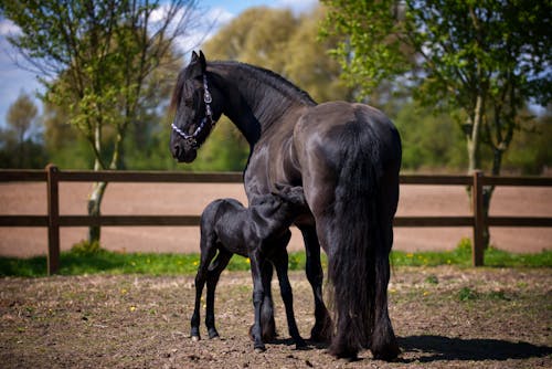 Free Two Black Horse on Field Stock Photo