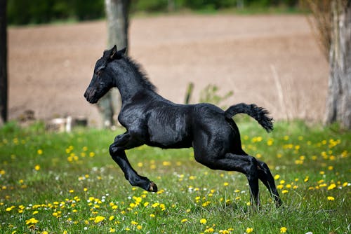 бесплатная Черная лошадь бежит по траве поля с цветами Стоковое фото