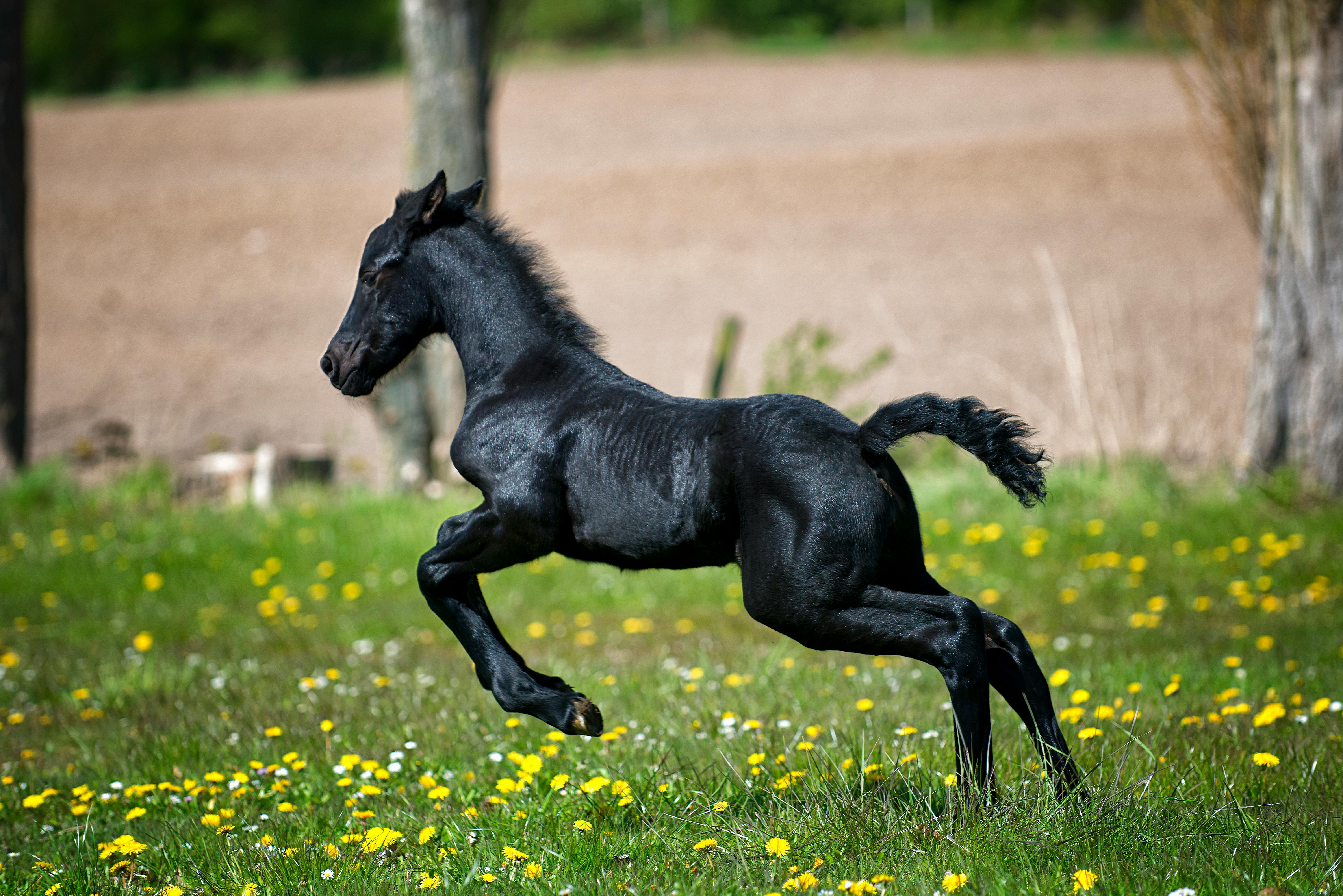 Black Horse Running on Grass Field With Flowers · Free Stock Photo