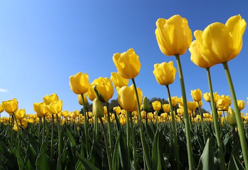 Photos gratuites de tulipes