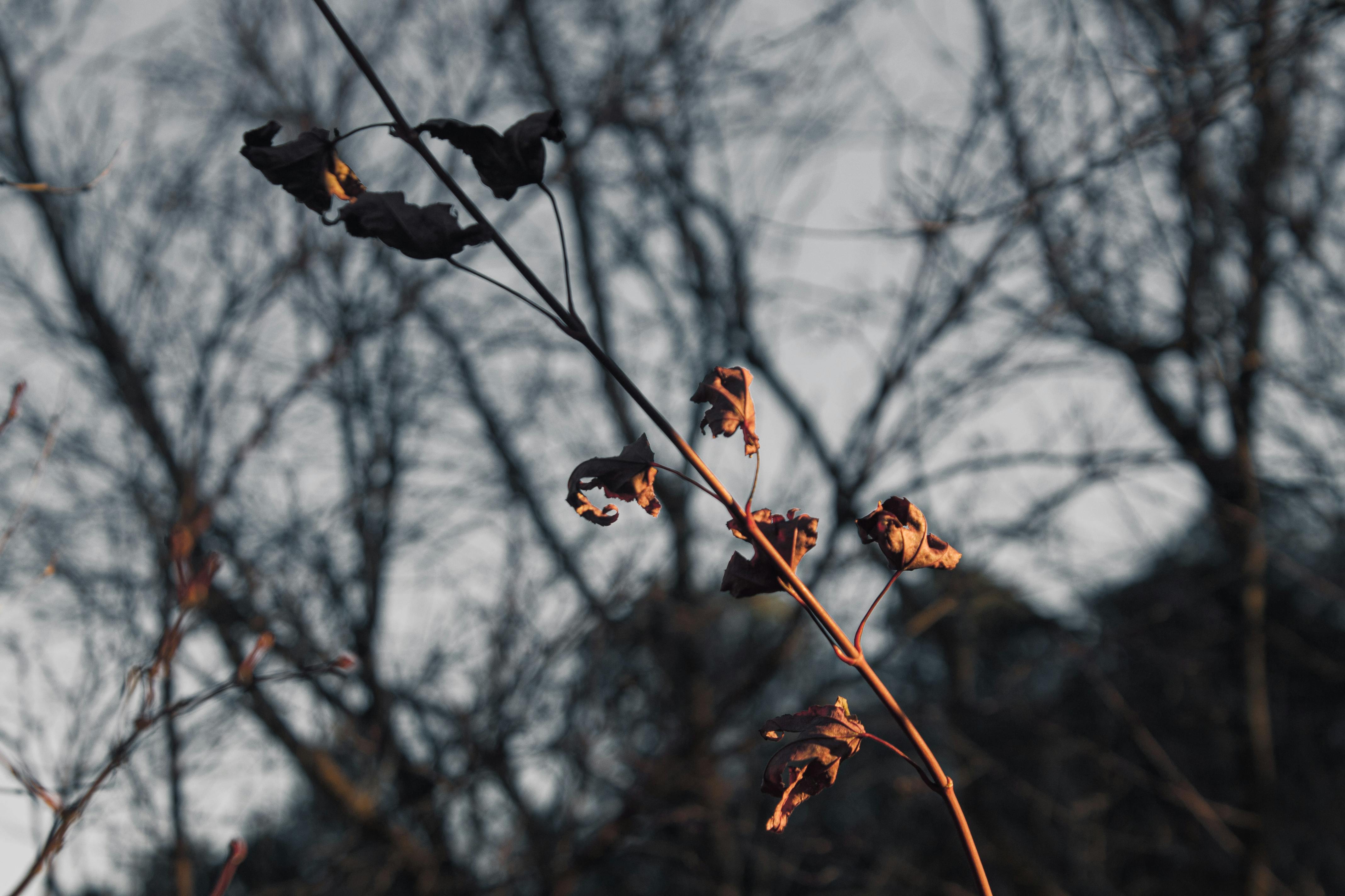 Foto stok gratis tentang kematian, malam, malam hari