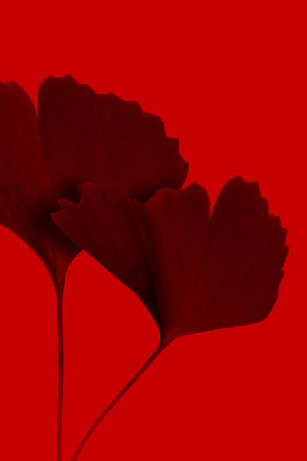 Tender bright colored petals of fresh poppy flowers with long thin stems on vivid red background in light modern studio
