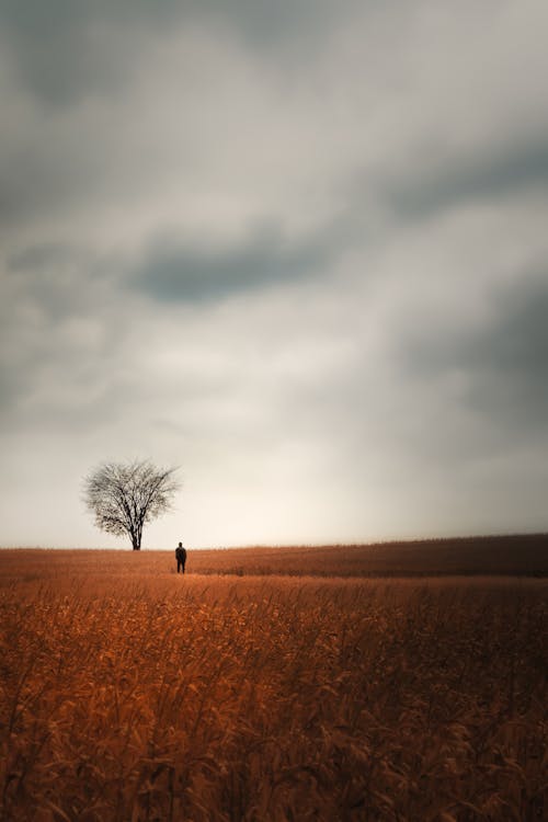 A Person Standing on Brown Gras Field under the Cloudy Sky