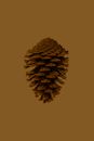 Painted dry natural organic pine cone of tree with many individual scales and reproductive structures placed on clear brown background