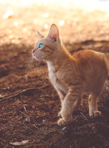Brown Tabby Kitten on Brown Soil at Daytime