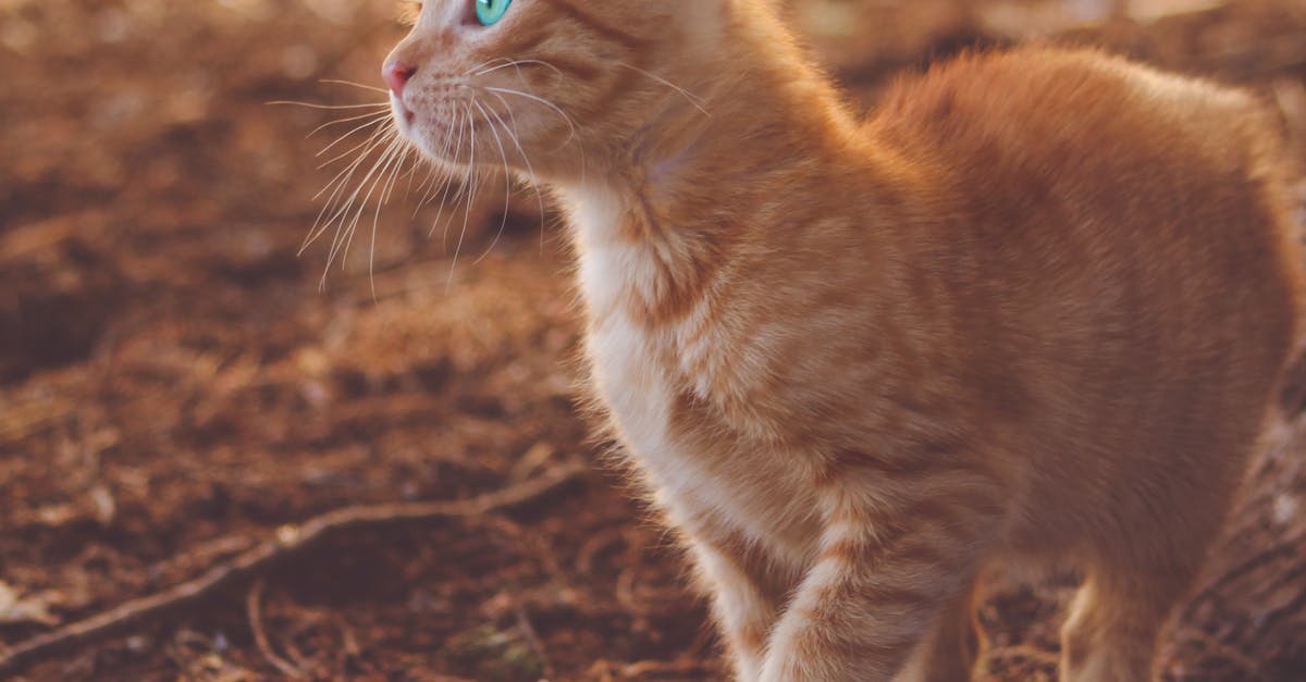 Brown Tabby Kitten on Brown Soil at Daytime