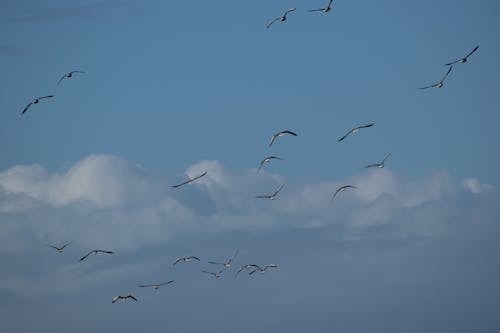 飛んでいる鳥の群れ