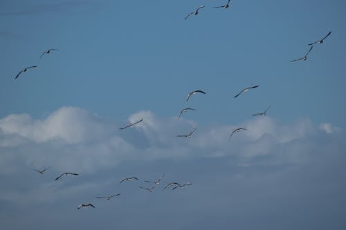 Základová fotografie zdarma na téma divočina, hejno, křídla