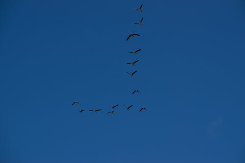 Free stock photo of blue, bue cloudy sky, clouds