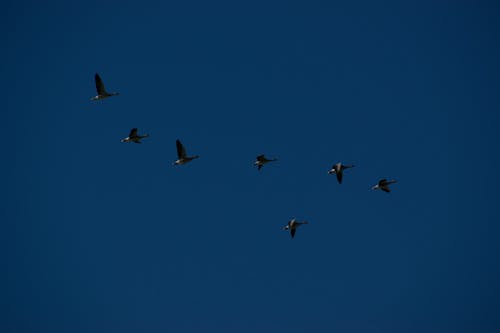 Free stock photo of action, blue, blue sky