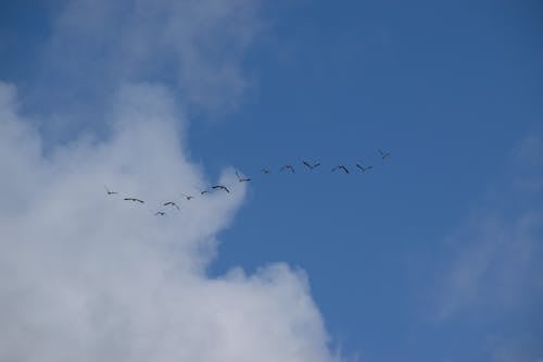 Gratis Kawanan Burung Terbang Di Langit Biru Foto Stok
