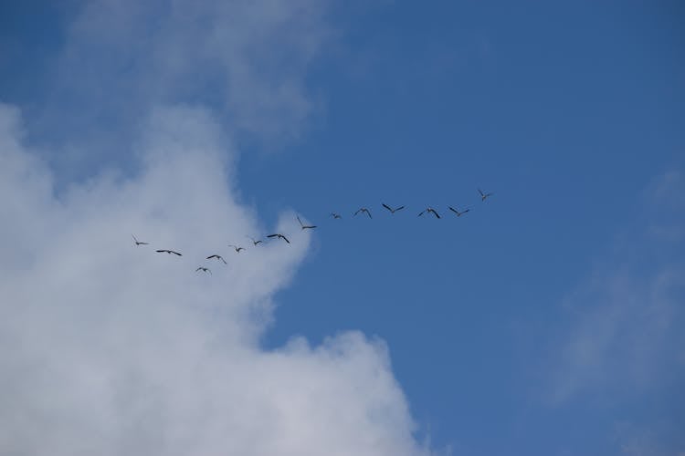 Flock Of Birds Flying In The Blue Sky 