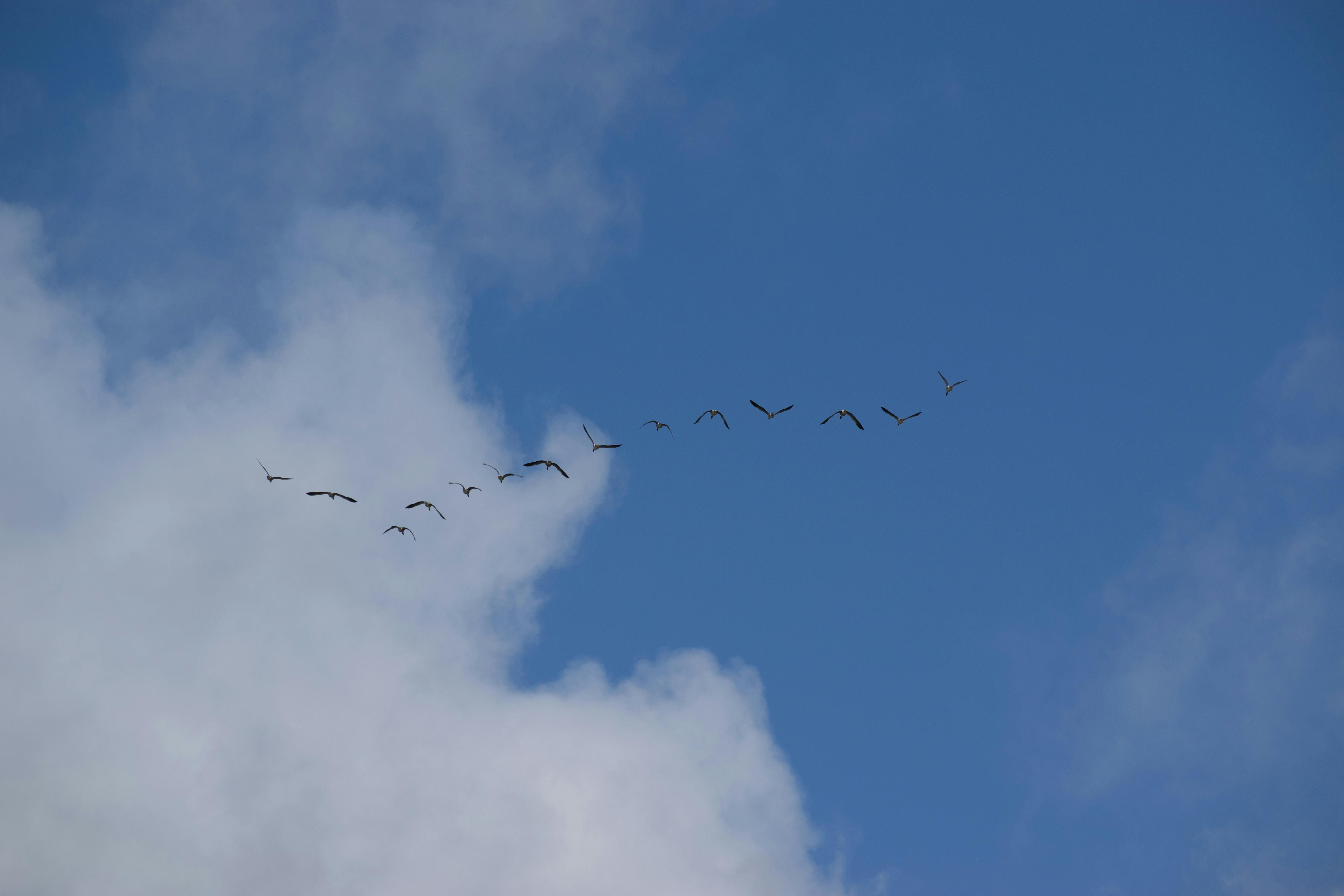 Flock of Birds Flying · Free Stock Photo