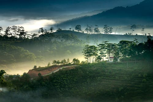 Aerial Photography of Green Trees on Mountains