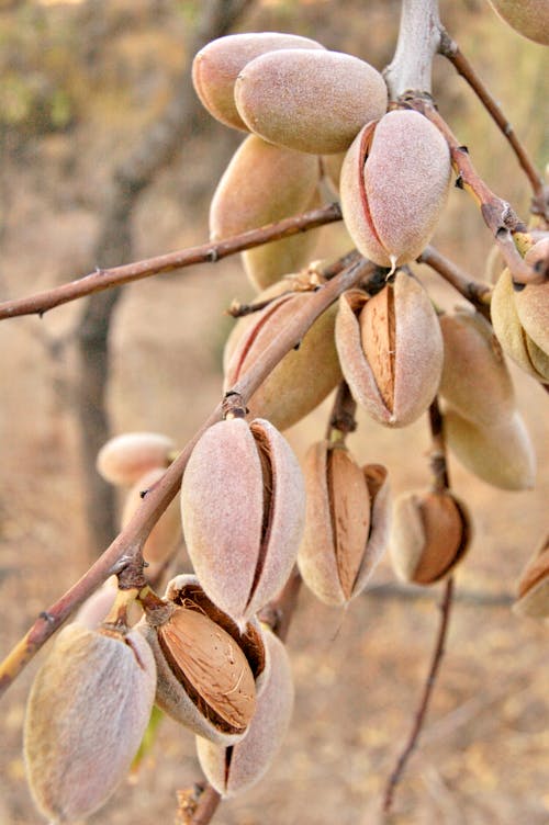 Free Brown Pistachio Nut Lot Stock Photo