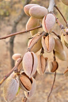 almonds image 3