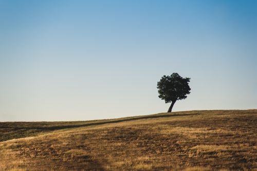 Free A lone tree stands on rolling hills under a bright daytime sky in Osorno, Chile. Stock Photo