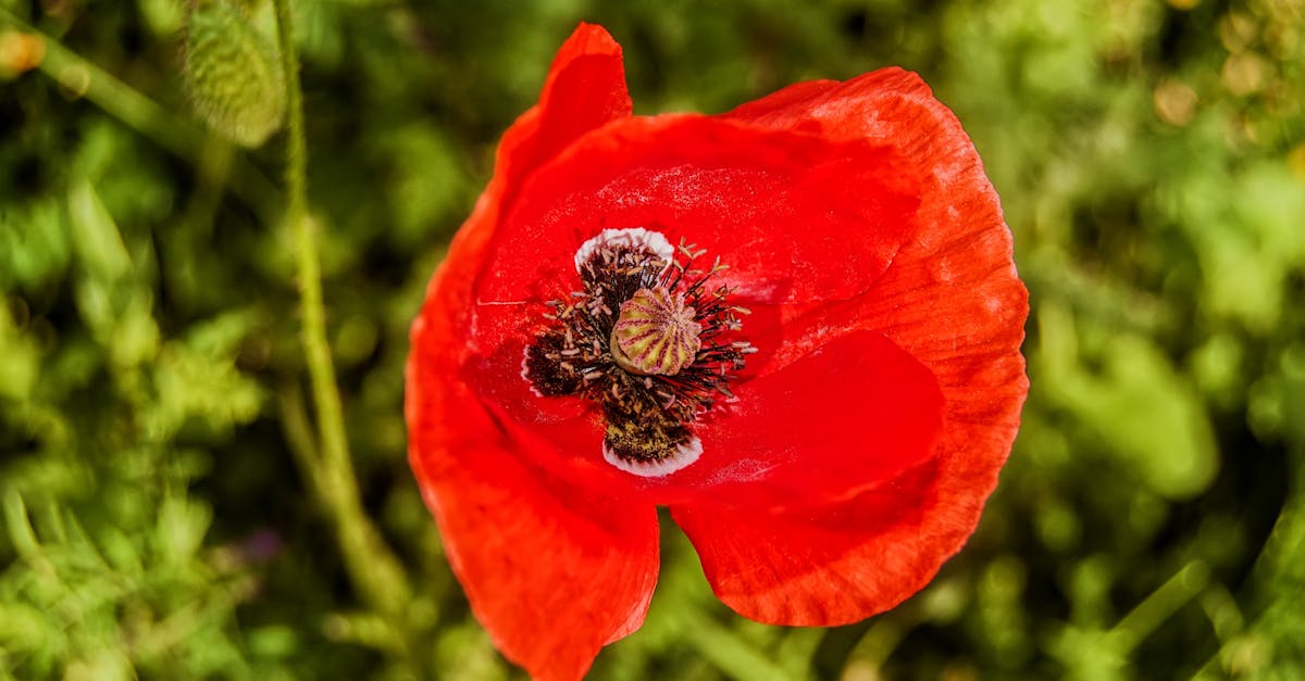 Selective Focus Photography of Common Poppy
