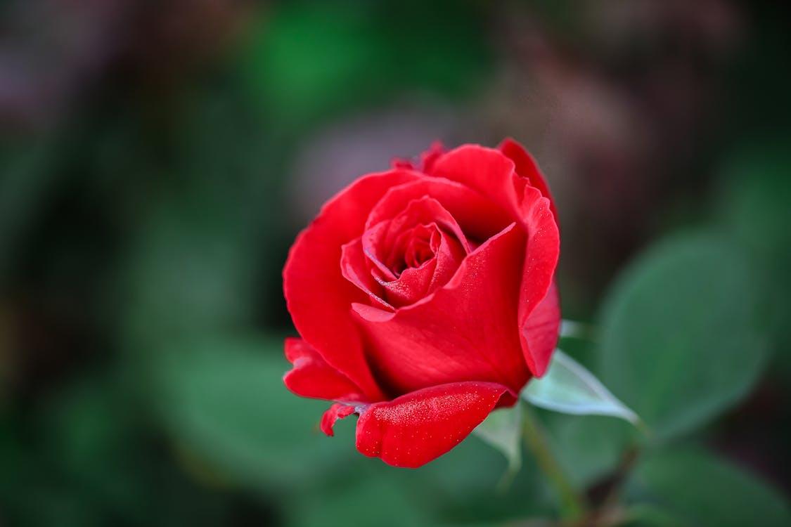 Single rose petal stock photo. Image of flowers, closeup - 69289524