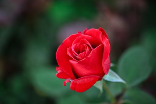 Free Captivating close-up of a red rose with dew drops against lush greenery. Stock Photo